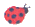 cocinella