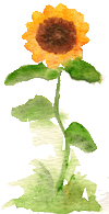 girasole